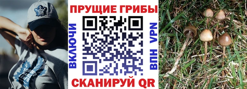 гидра ссылки  Ейск  Галлюциногенные грибы мухоморы 